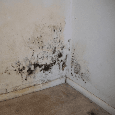 Mold